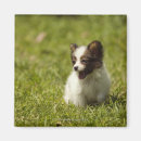 Search for going out magnets Animal