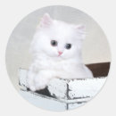 Search for cute white kitten stickers Pet