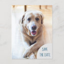 Search for animal lover invitations Pet