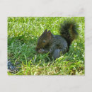 Search for squirrel postcards Wildlife