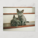 Search for russian blue cat postcards Kitty