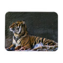 Search for wild cat magnets Mammal