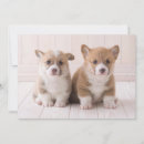 Search for for pet sitting thank you cards Dog