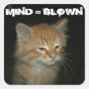 Search for mind stickers Kitten
