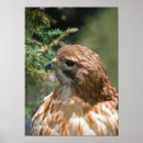 Search for shoulders posters Nature
