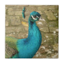 Search for peacock green tiles Photography