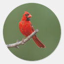 Search for cardinals stickers Northern cardinal