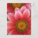 Search for daisy picture postcards Floral