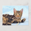 Search for bengal cats postcards Kitty