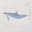 Search for bottlenose postcards Animal