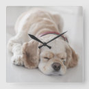 Search for low lying photography Dog