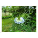 Search for cornflower blue posters Wild