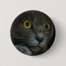 Search for whisker badges Kitty