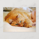 Search for sweet orange postcards Cat