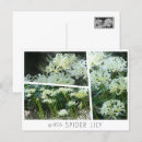 Search for white lily postcards Flower