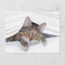 Search for outing postcards Pet