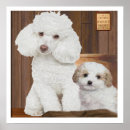 Search for poodle puppy posters Puppies