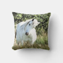 Search for dappled Mare