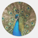 Search for spread photography Peacock