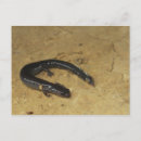 Search for salamander postcards Amphibian