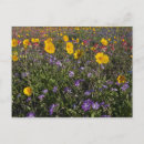 Search for spring wildflowers postcards County
