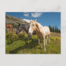 Search for hart postcards Cascade mountains