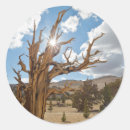 Search for ancient woodland stickers Don paulson