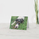 Search for rescued dog invitations Shelter