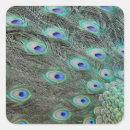 Search for feather stickers Beauty