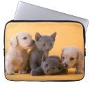 Search for dachshund picture electronics Sitting