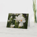 Search for jonquil cards Nature