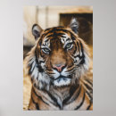 Search for vintage tiger posters Wildlife