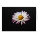 Search for bellis photography Daisy