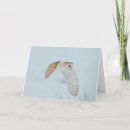 Search for barn owl cards Owls