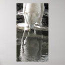 Search for black and white bear posters Polar