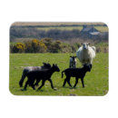 Search for moors magnets Moorland