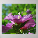 Search for sharon posters Floral