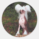 Search for hound puppy stickers Pooch