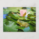 Search for lilypad postcards Animal