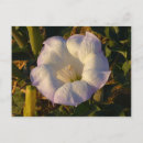 Search for desert flowers postcards Nature