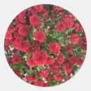 Search for flowering mums stickers Classic