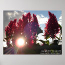Search for flaming photography Flower