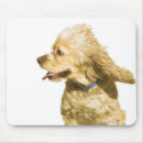 Search for cocker spaniel photography Animals
