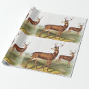 Search for tailed deer Wildlife