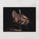Search for kittie postcards Pets