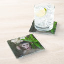 Search for animals coasters Young animal