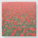 Search for poppy coasters Poppies