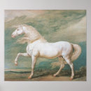 Search for pferd White