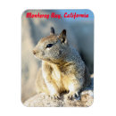 Search for gray squirrel magnets Photography