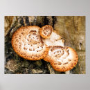 Search for fungi posters Nature